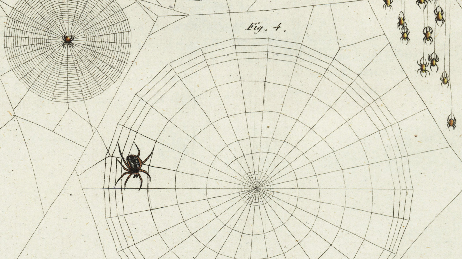 a spider's web with the words 'Distraction,' 'Chaos,' and 'Media Lies' caught in it
