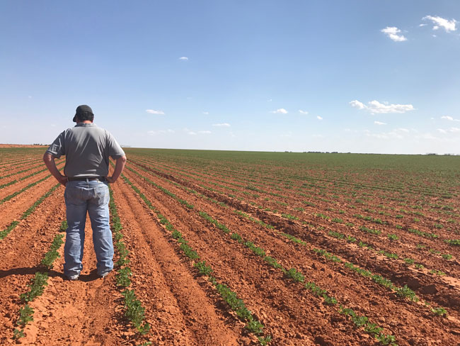 American farmer in field