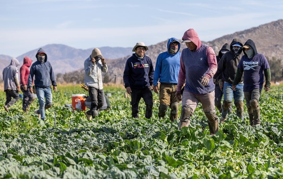 We Didn’t Vote for This: Trump’s Team Flirts with Amnesty as Mass Deportation Promise Wobbles