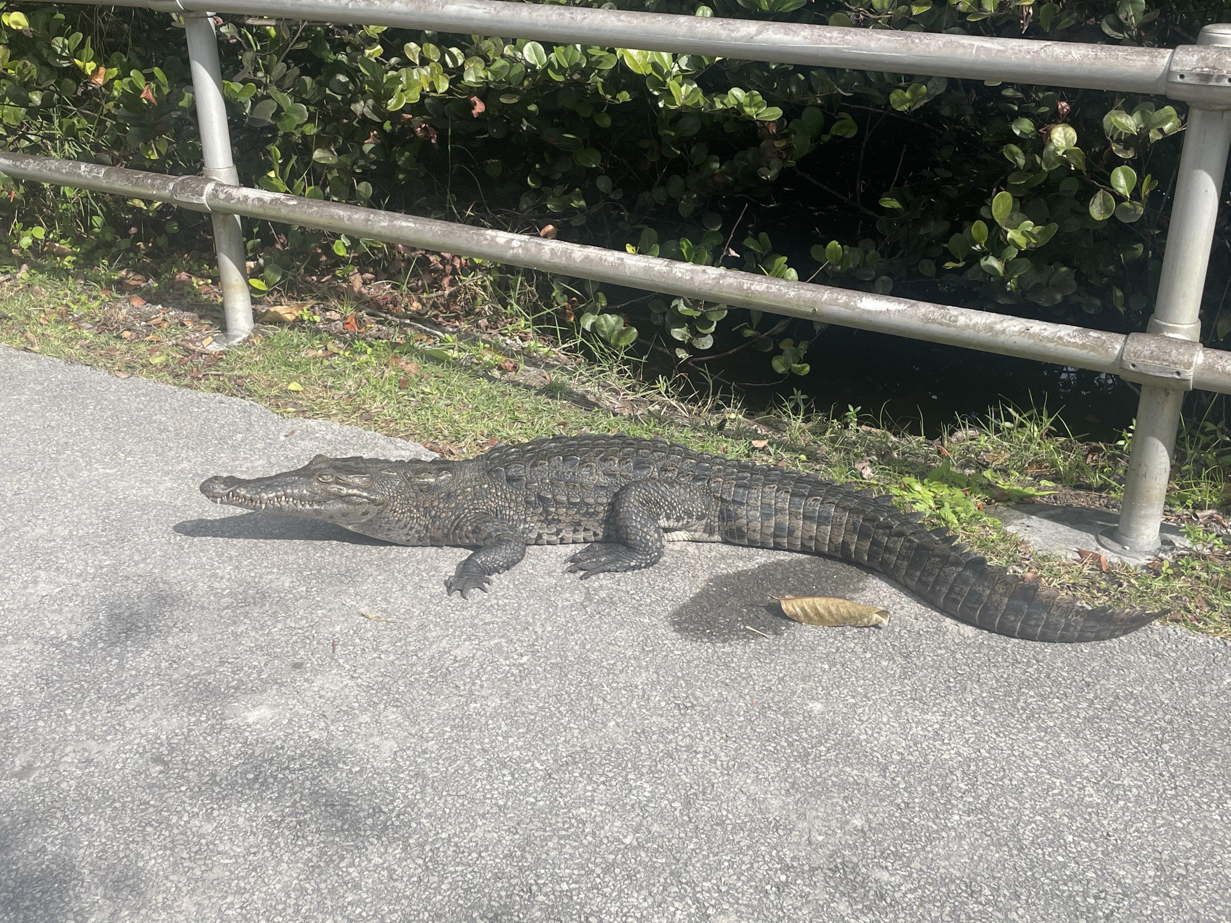 Florida everglades alligator near fence