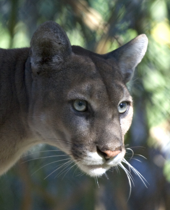 florida panther