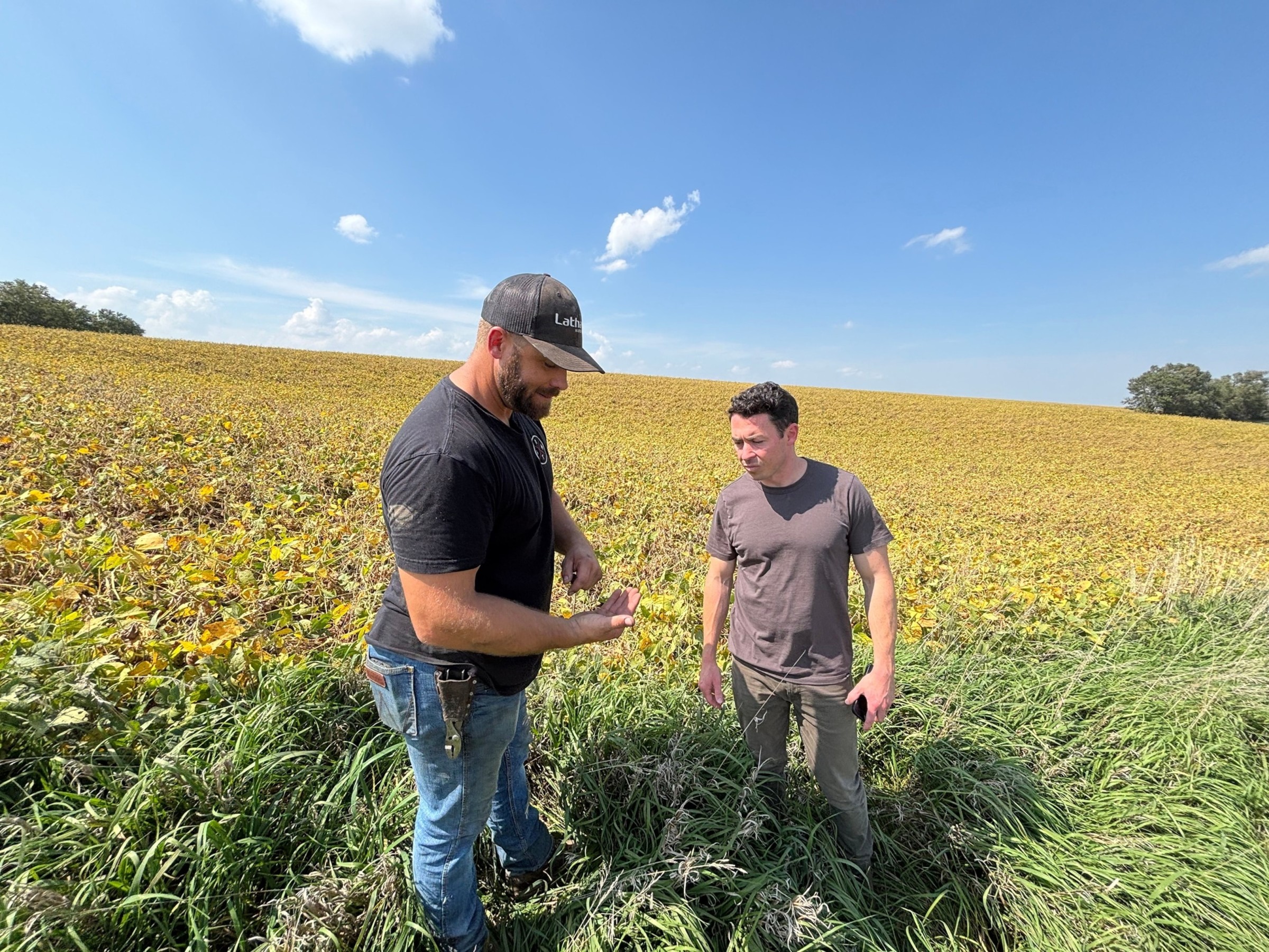 American farmers in a soybean field